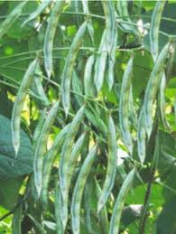 Image result for Dolichos