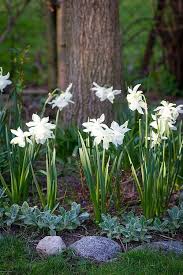 Check spelling or type a new query. Fiori Bianchi Primaverili