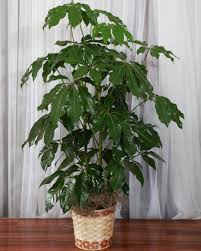 Image result for Schefflera