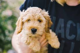 Please click a new state below. Cockapoo Puppies For Adoption Cheap Online