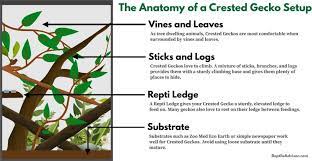 Setting Up A Crested Gecko Habitat Step By Step Beginners Guide Crested Gecko Gecko Habitat Crested Gecko Habitat