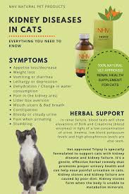 Kidney Diseases In Cats Everything You Should Know Symptoms And Herbal Support For Your Cat With Kidney Disease In 2020 Cat Diseases Cat Kidney Cat Care