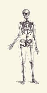 Cafepress human anatomy charts mugs unique coffee mug coffee cup. Full Body Skeleton Vintage Anatomy Poster 2 Drawing By Vintage Anatomy Prints