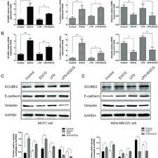 Joanna reck, an architect and fellow coalition member who lives directly across from the field, said she and her neighbors have had to call police, fire, and ambulances to the college because of. Effects Of Egcg On The Expression Of Scube2 E Cadherin And Vimentin Download Scientific Diagram