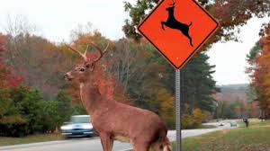894 x 894 jpeg 137 кб. Please Move The Deer Crossing Youtube