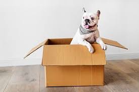 Want to see who were recommended? The Best Pet Shipping Companies Of 2021 Move Org