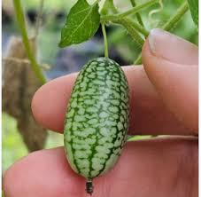 Image result for Zehneria scabra