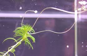 Image result for Lagarosiphon muscoides