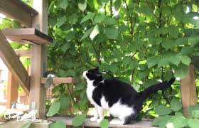 2241 x 1500 jpeg 1998 кб. How To Build A Catio Your Cat Will Love