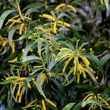 Image result for Acacia auriculiformis