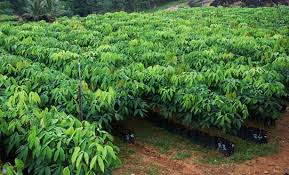It involves creation of not only industrial plants but also. Rubber Plantation Information Guide Agri Farming