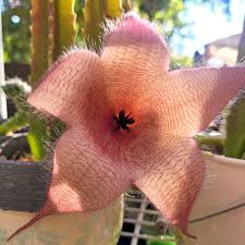 Image result for Stapelia gigantea