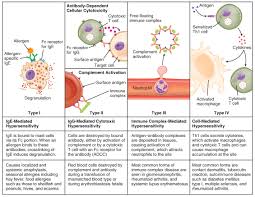 This Table Describes Different Types Of Hypersensitivity In Type I Ige Mediated Hype Hypersensitivity Medical Laboratory Science Human Anatomy And Physiology