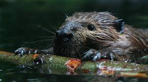 Meet the only beaver species in China, cute and intelligent - CGTN