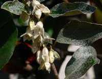 The evergreen huckleberry is native to the pacific northwest. Shade Plants For Zone 6 10 Shade Tolerant Plants For Zone 6 Greenupside