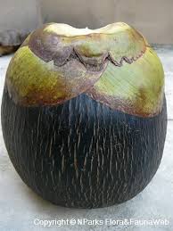 Image result for Borassus