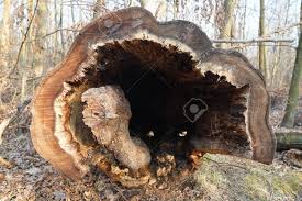 Forest world's manager brandy stevenson says the environment created by the tree is what mummified stuckie instead of allowing him to decay. Tree Trunk Empty Inside In Vivo Hollow In The Trunk Of A Fallen Stock Photo Picture And Royalty Free Image Image 154350212