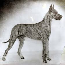 great dane dog breed information