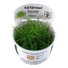 Having an aquarium with a green carpet bed is a dream of fish hobbyists. Eleocharis Acicularis Mini Tropica Aquarium Plants