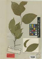 Image result for Celtis zenkeri