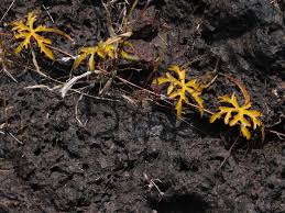 Image result for Merremia quinquefolia