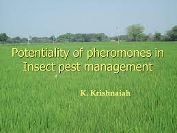This edition was published in december 1997 by springer. Potentiality Of Pheromones In Insect Pest Management Ppt Video Online Download