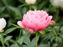 Shop wayfair for all the best peony flower arrangements. 20 Beautiful Peonies To Grow Bbc Gardeners World Magazine