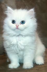 Baby Black And White Cat With Blue Eyes Cats White Blue Eyed Persian Kitten By Funny Q8i White Persian Kittens Kittens Cutest Persian Kittens