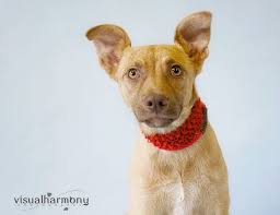 Hailey Needs Help Recovering from Attack by Panacea Animal Wellness  Sanctuary