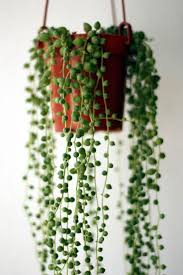 Vendita piante in vaso da interno ed esterno. Le 12 Piante Da Appartamento Must Have Secondo Pinterest Piante Da Appartamento Piante Da Interno Giardino Di Piante Grasse