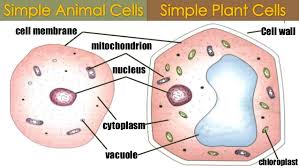 Maybe you would like to learn more about one of these? Differences Between Plant And Animal Cells