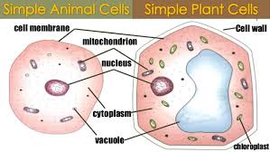 Plant cells are called photoautotrophic cells because they use sunlight to synthesize their food. Differences Between Plant And Animal Cells