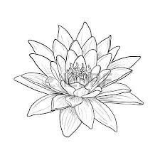 Lotus Flower Tattoo Designs Floral Water Lily Vector Line Style Illustration Water Lily Drawing Lilies Drawing Lotus Flower Tattoo Design