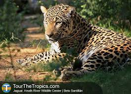 The jaguar is an animal that is indigenous to the western hemisphere, where it primarily inhabits the tropical rainforests of central and south america. Where To See Jaguar In South America