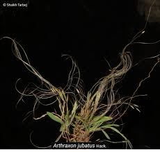Image result for Arthraxon lancifolius