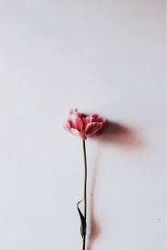 Flower Flowers Rose Roses Floral Florals Aesthetic Floweraesthetic Roseaesthetic Red Minimalist Flower Wallpaper Iphone Background Cute Wallpapers