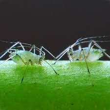 Aphids Everything You Need To Know Canna Gardening Usa