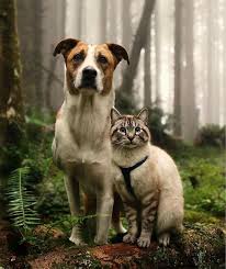 Pin By Tami Albrecht On Cat 3 Cute Cats And Dogs Dog Cat Cute Animals