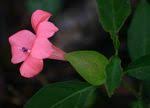 Image result for Barleria tanzaniana