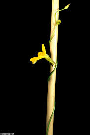 Image result for Utricularia tortilis