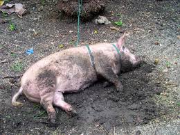 Your backyard farming experience begins here! Backyard Pigs Duckduckbro