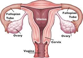 Having endometriosis doesn't mean you'll never be able to get pregnant, but it's likely you'll need medical assistance. Ovarian Cysts Causes Symptoms Treatment Live Science