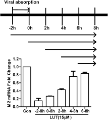 Maybe you would like to learn more about one of these? Luteolin Decreases The Yield Of Influenza A Virus In Vitro By Interfering With The Coat Protein I Complex Expression Springerlink