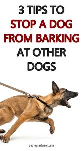 3 Tips To Stop A Dog From Barking At Other Dogs Training Your Dog Dog Training Dog Training Techniques