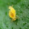 Struggling with pest issues on your indoor plants? 1