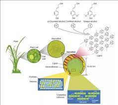 Check spelling or type a new query. What Is The Biological Function Of Cellulose Quora