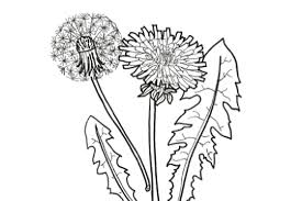Coloring is a calming and meditative activity and one of the wonderful ways you can connect with the plant spirits you wish to work with. Scientist Takeover Coloring Page Plants Carnegie Museum Of Natural History