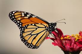 Check spelling or type a new query. 2 000 Best Monarch Butterfly Photos 100 Free Download Pexels Stock Photos