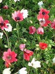 We did not find results for: Top 10 Early Spring Plants Beth Chatto S Plants Gardens