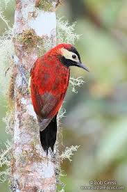 Colaptes Rivolii Dzieciol Strojny Crimson Mantled Woodpecker Kus Doga Cicek